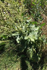 <i>Beta trigyna</i>