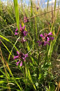 <i>Betonica officinalis</i>