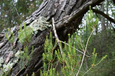 <i>Erica scoparia</i>