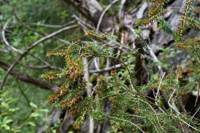 <i>Erica scoparia</i>