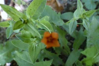 <i>Lysimachia arvensis</i>