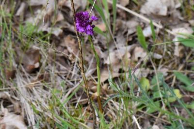 <i>Anacamptis pyramidalis</i>