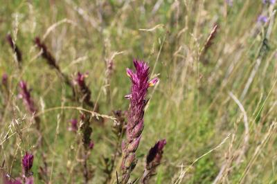 <i>Melampyrum arvense</i>