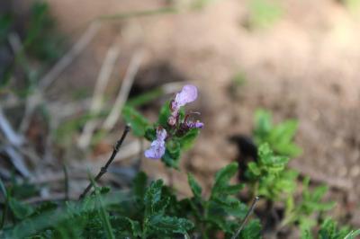 <i>Teucrium chamaedrys</i>