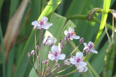 <i>Butomus umbellatus</i>