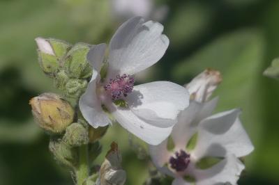 <i>Althaea officinalis</i>