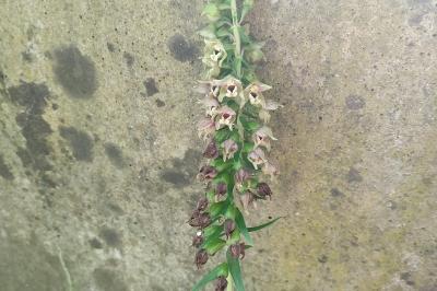 <i>Epipactis helleborine</i>