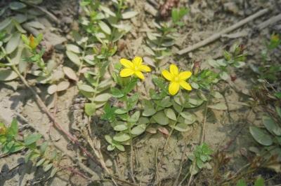 <i>Hypericum humifusum</i>