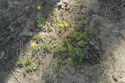 <i>Hypericum humifusum</i>