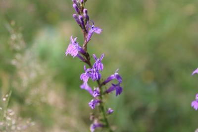 <i>Lobelia urens</i>