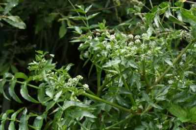 <i>Helosciadium nodiflorum</i>