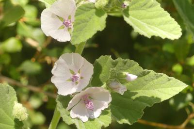 <i>Althaea officinalis</i>