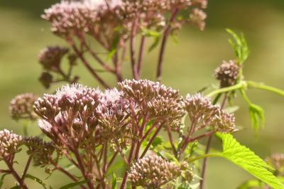 <i>Eupatorium cannabinum</i>