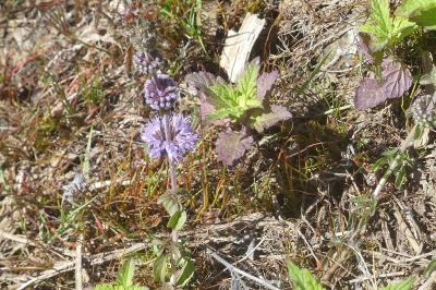 <i>Mentha pulegium</i>