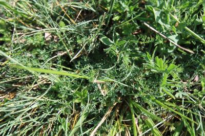 <i>Seseli montanum</i>