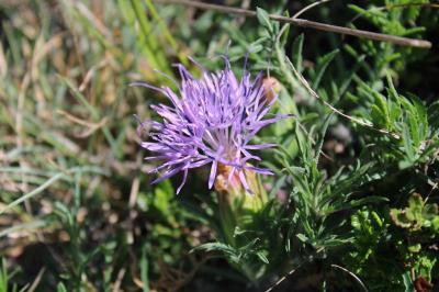 <i>Carthamus mitissimus</i>