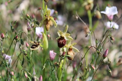 <i>Ophrys aranifera</i>