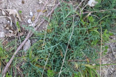 <i>Carthamus mitissimus</i>