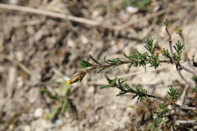<i>Fumana procumbens</i>