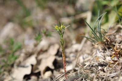 <i>Euphorbia exigua</i>
