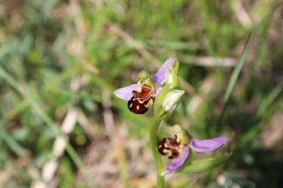 <i>Ophrys apifera</i>