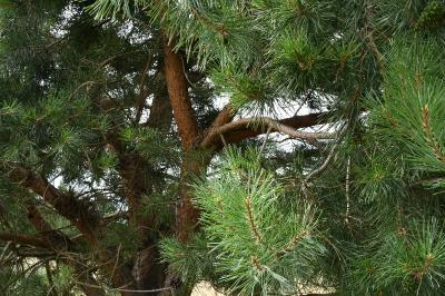 <i>Pinus sylvestris</i>