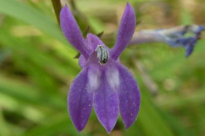 <i>Lobelia urens</i>