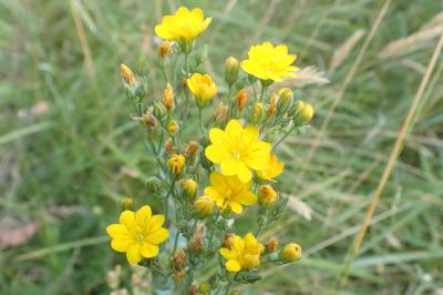 <i>Blackstonia perfoliata</i>