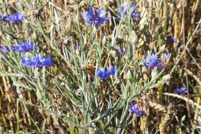 <i>Cyanus segetum</i>