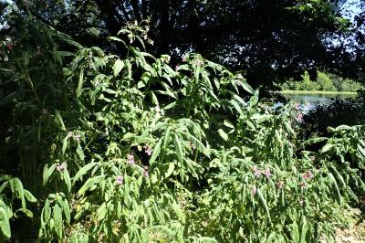 <i>Impatiens glandulifera</i>