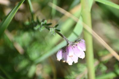 <i>Erica tetralix</i>
