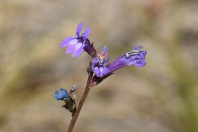 <i>Lobelia urens</i>