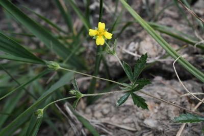 <i>Potentilla erecta</i>