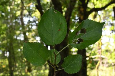 <i>Malus sylvestris</i>