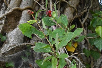 <i>Lonicera periclymenum</i>