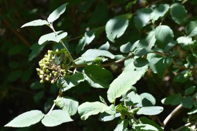<i>Viburnum lantana</i>