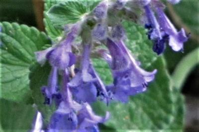 <i>Glechoma hederacea</i>