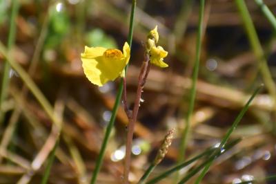 <i>Utricularia neglecta</i>