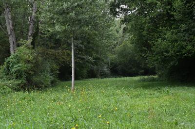 <i>Sonchus arvensis</i>