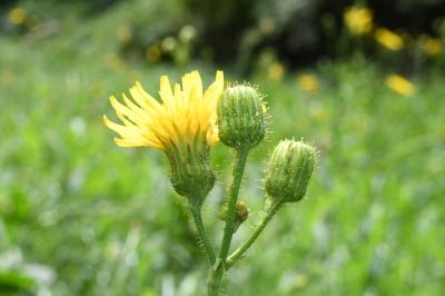 <i>Sonchus arvensis</i>