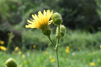 <i>Sonchus arvensis</i>
