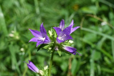 <i>Campanula glomerata</i>