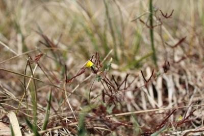 <i>Lotus angustissimus</i>