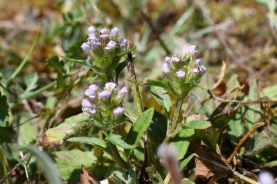<i>Prunella vulgaris</i>