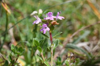 <i>Thymus</i>