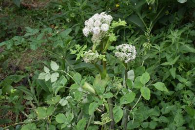 <i>Heracleum sphondylium</i>