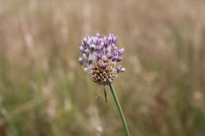 <i>Allium vineale</i>