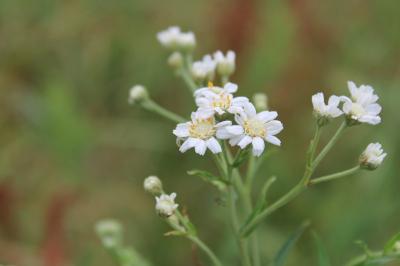 <i>Achillea ptarmica</i>