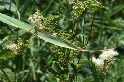 <i>Filipendula ulmaria</i>