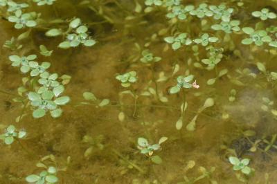 <i>Callitriche stagnalis</i>